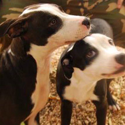 A Dog's Devotion: Pit Bull Puppy Is His Blind Brother's Seeing Eye Dog