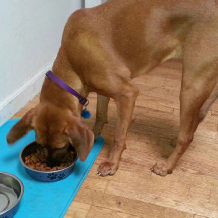 Lexi's Pick: Tastier Food and Less Shedding with Fish Oil
