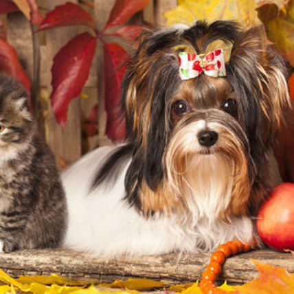 7 Pet Events and Holidays to Celebrate in November
