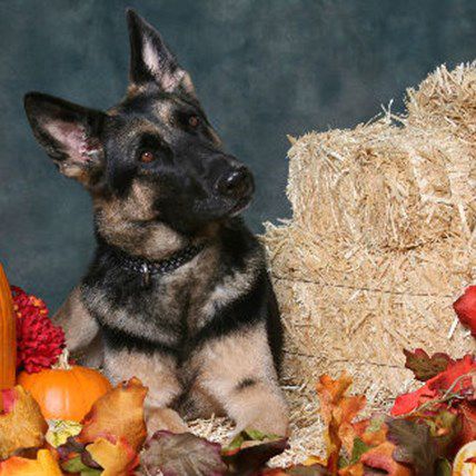 Don't Forget: Your Pet Friendly Thanksgiving Shopping List