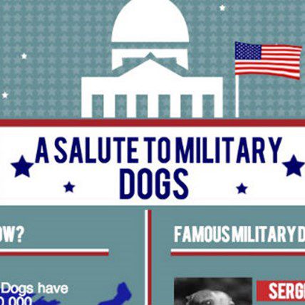 A Salute to US Military Dogs This Veteran's Day