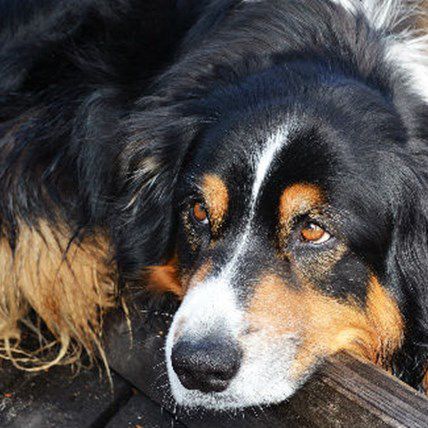 Shocking Reason Animal Control Could Take Your Pet, And How to Prevent It
