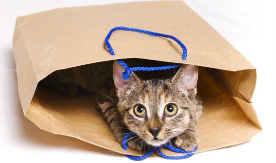 Cat-Bag-Recycle