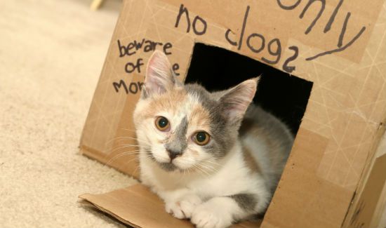 Cat-Box-Recycle