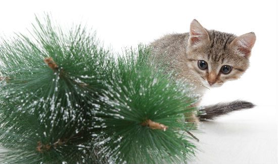 Cat-Tree-Recycle