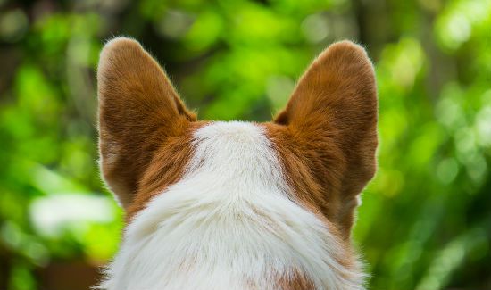 Dog-Ears-Blog