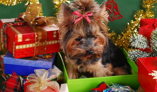 Dog-Gift-Blog