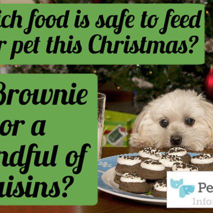 Which Holiday Foods Are Safe For Pets? Get the Infomeme!