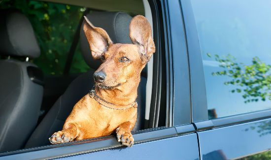 Pet-Travel-Safety-Blog