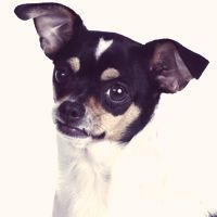 Rat-Terrier