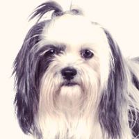 Shih-Tzu