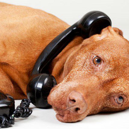 Image for Learn to Speak Dog: What Is Fido Really Trying to Tell You?