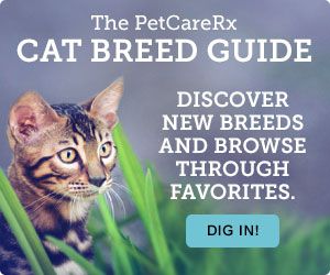 Cat-Breed-Guide