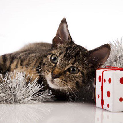 Image for Getting a Kitten? Here's How to Find the Right Breed
