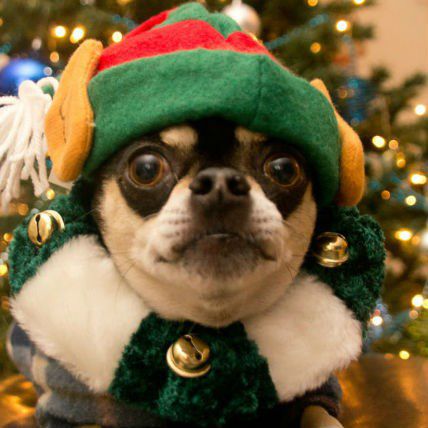9 Dogs That Are Pumped For Christmas
