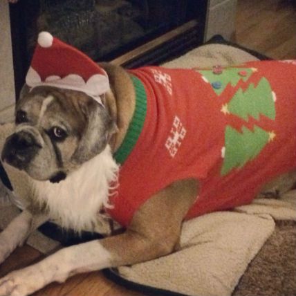 dog-in-ugly-sweater