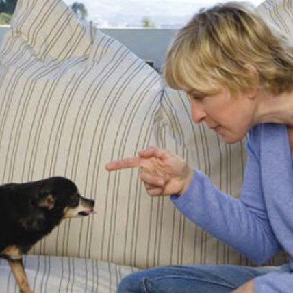 These 7 Celebs Are Helping Bring Christmas to Pets in Need