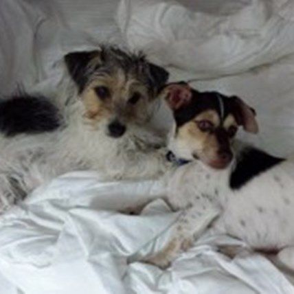 Image for Celebrating National Mutt Day with PetCareRx! 