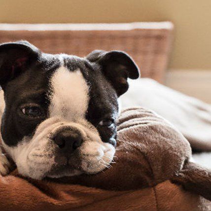 Cold Out? Try These 5 Indoor Activities With Your Dog
