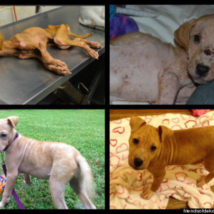 Xena the 'Warrior Puppy' Named ASPCA Dog of the Year