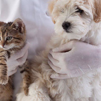 5 Pet Health Innovations & Announcements You May Have Missed This Year