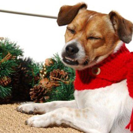 7 Awesome Christmas DIYs for Your Pet