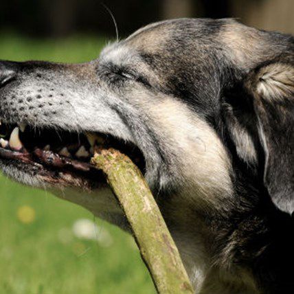 Need Senior Dog Health Tips? Sign Up for the Senior Dog eSeries Today