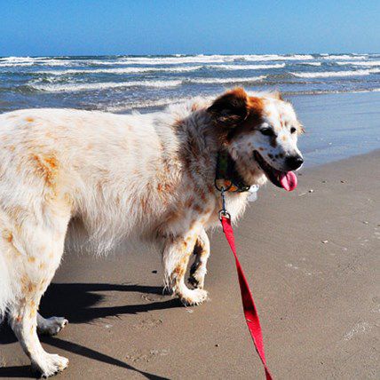 4 Dog Resolutions to Steal from Top Dog Bloggers