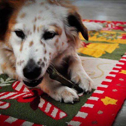 Image for Holiday Travel with Your Dog -- It Doesn't Have to Suck