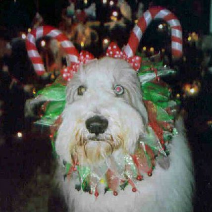 white-dog-christmas-what