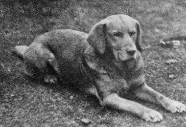 Ben of Hyde, the first Yellow Labrador ever, 1899.
