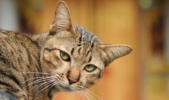 Cat-Behavior-Blog