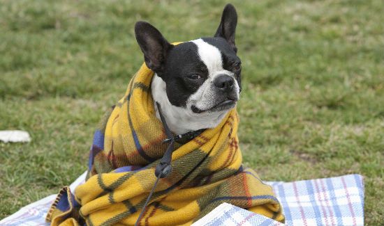 Dog-Blanket-Blog