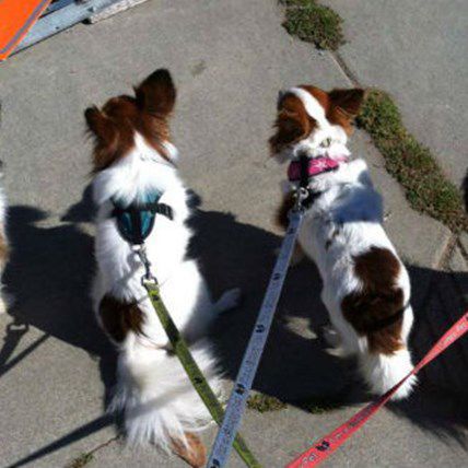 Gimpy Pets: A Heartwarming Mission to Save One Disabled Pet at a Time