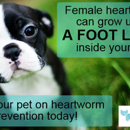 How Heartworms Infest Dogs and Cats -- And What You Can Do to Stop Them