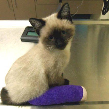 Pretzel, the Blind, 3-Legged Cat Inspires Thousands with Recovery Story