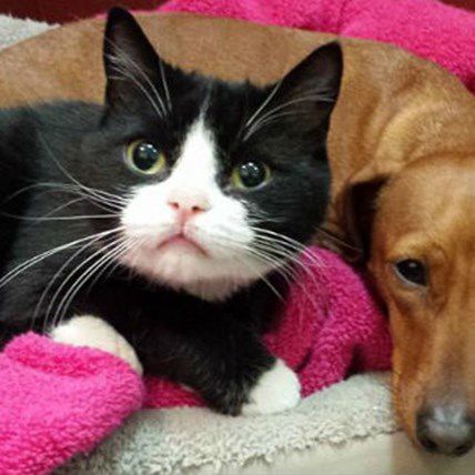 Dachshund Becomes Guardian for Paralyzed Cat, Won't Leave Her Side