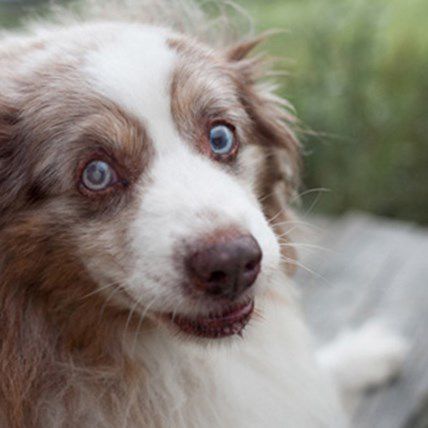 Senior Dogs Get Their 15 Minutes Thanks to One Photographer's Passion