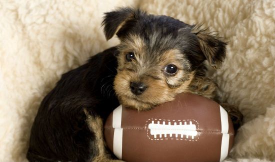 Superbowl-Ads-Blog