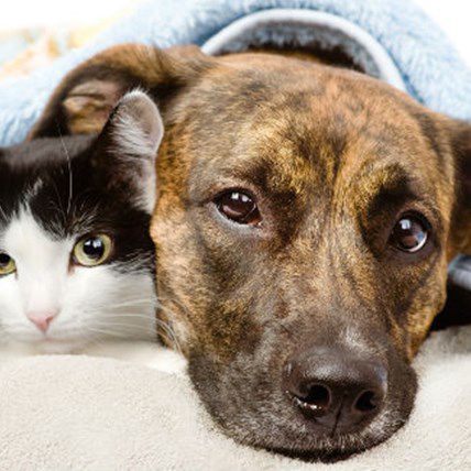 Image for 7 Awesomely Easy Pet Lifestyle Improvements You Can Make in 2014