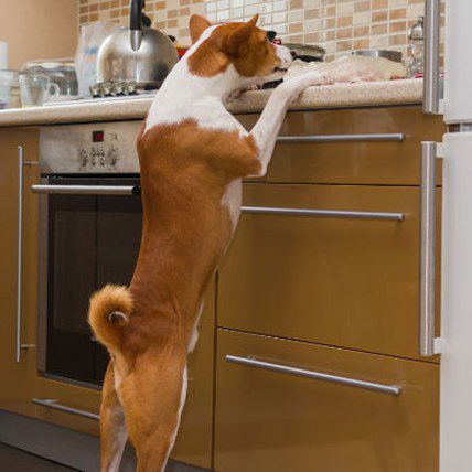 Curious Dog + Aerosol Can = Goodbye House; How to Avoid This True Story in Your Home