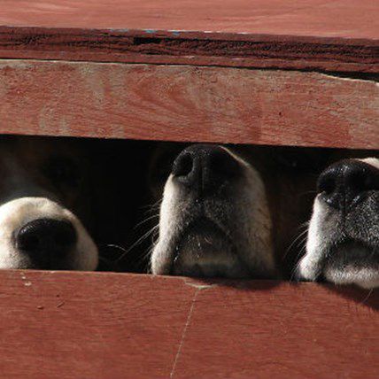 Rescued from Horrible Neglect, 50 Dogs & 12 Puppies Headed for New Homes