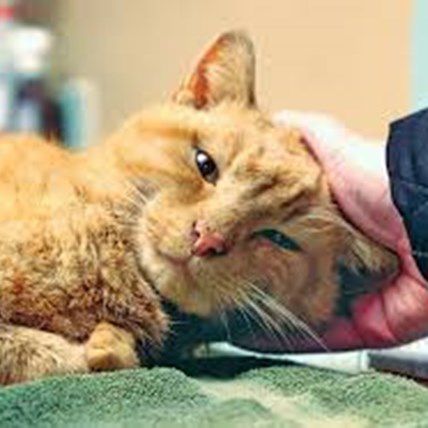Cat Rescued After 3 Winter Days Stuck in Drainpipe