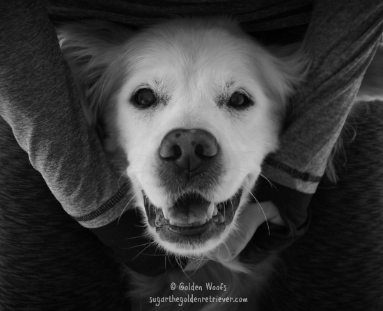 dog-play