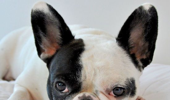 Ears-French-Bulldog-Blog