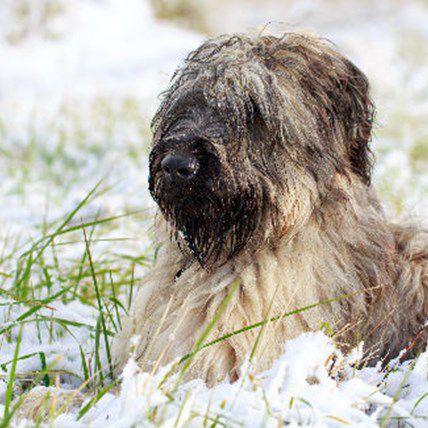 Image for Dog Biscuit Appreciation Day? Funny, Helpful, and Important February Pet Holidays