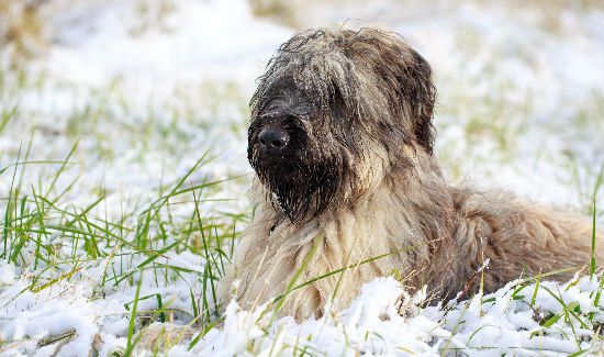 February-Pet-Holiday-Blog