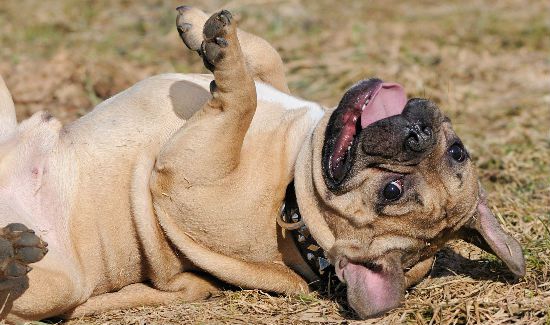 Funny-French-Bulldog-Blog