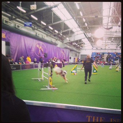 Image for Sky the Wire Fox Terrier Takes Best in Show: Your 2014 Westminster Dog Show Run-Down