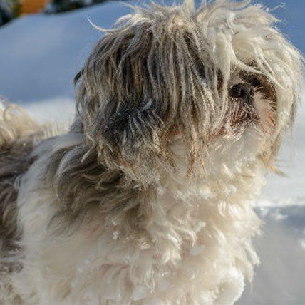 Lost 7-Year-Old Hugs Dog to Keep Warm for 14 Hours in the Freezing Cold